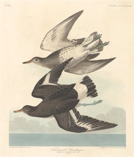 Townsend's Sandpiper, 1838.