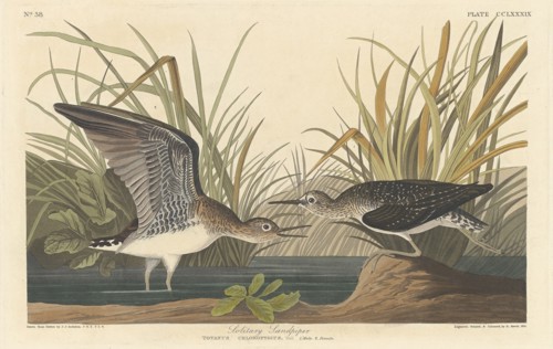 Solitary Sandpiper, 1836.