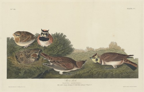 Shore Lark, 1834.