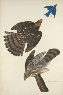 Stanley Hawk, 1828.