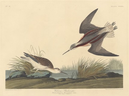 Wilson's Phalarope, 1835.