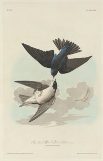 Green-blue or White-bellied Swallow, 1830.