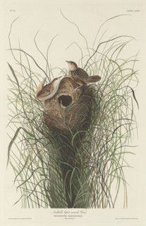 Nuttall's Lesser Marsh Wren, 1833.