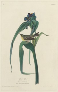 Vigors Vireo, 1828.