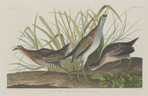 Sora or Rail, 1834.