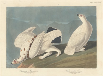 American Ptarmigan and White-tailed Grous, 1838.