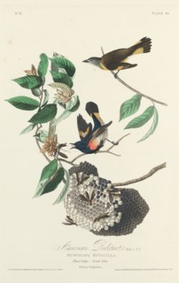 American Redstart, 1828.