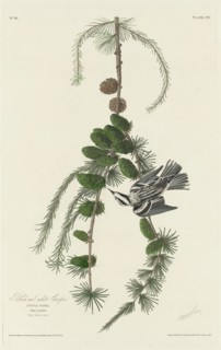 Black and White Creeper, 1830.