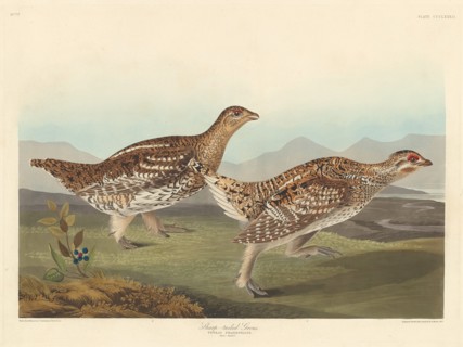 Sharp-tailed Grous, 1837.