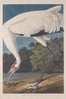 Hooping Crane, 1834.