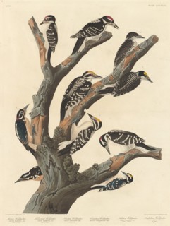 Maria's Woodpecker, 1838.