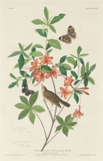 Brown-headed Worm-eating Warbler, 1834.