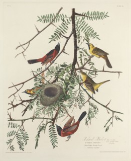 Orchard Oriole, 1828.