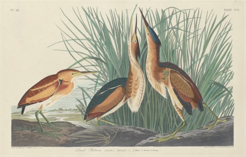 Least Bittern, 1834.
