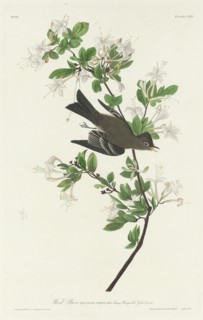 Wood Pewee, 1831.