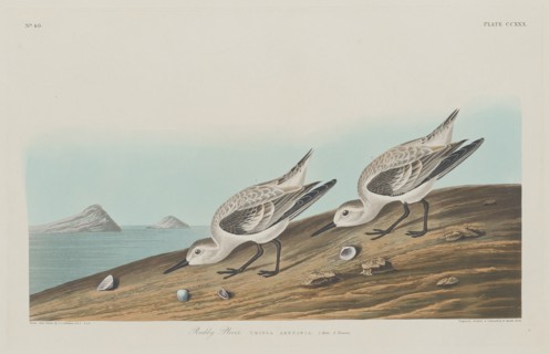 Ruddy Plover, 1834.