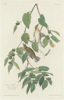 Autumnal Warbler, 1830.