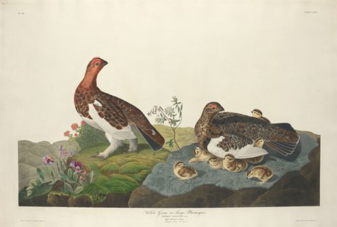 Willow Grous, 1834.