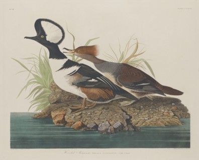 Hooded Merganser, 1834.