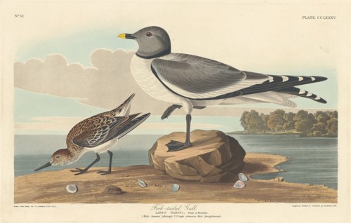 Fork-tailed Gull, 1835.