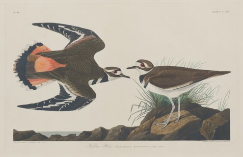 Kildeer Plover, 1834.