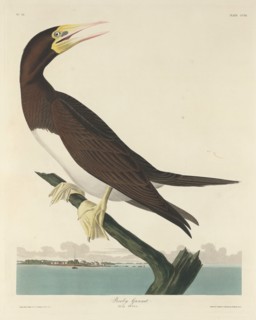 Booby Gannet, 1834.