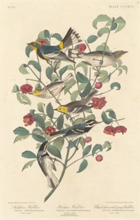 Audubon's Warbler, Hermit Warbler and Black-throated Gray Warbler, 1837.