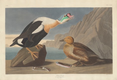 King Duck, 1835.