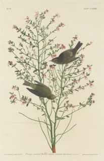 Orange-crowned Warbler, 1833.