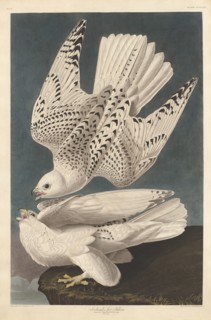 Iceland or Jer Falcon, 1837.