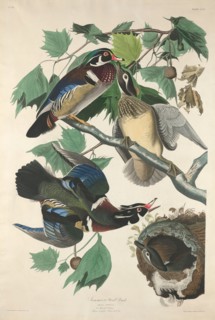 Summer or Wood Duck, 1834.