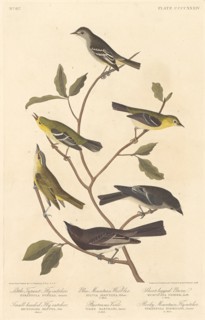 Little Tyrant Flycatcher, Small-Headed Flycatcher, Blue Mountain Warbler.., 1838. Creator: Robert Havell.