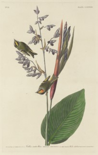 Golden-Crested Wren, 1833.