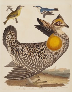 Pinnated Grous, Blue-green Warbler, and Nashville Warbler, published 1808-1814.