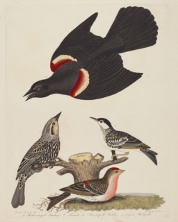 Red-winged Starling, Female Red-winged Starling, Black-poll Warbler, and Lesser Red-poll, published 1808-1814.