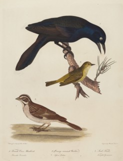 Female Crow Blackbird, Orange-Crowned Warbler, Lark Finch.