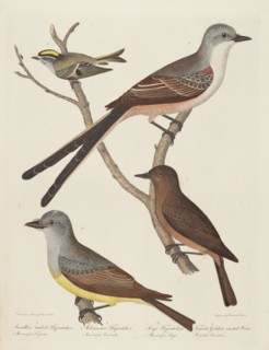 Swallow-tailed Flycatcher, Arkansas Flycatcher, Say's Flycatcher, and Female Golden-crested Wren.