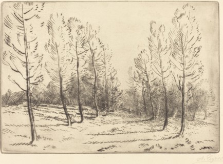 Avenue of Poplars (L'allee de peupliers).