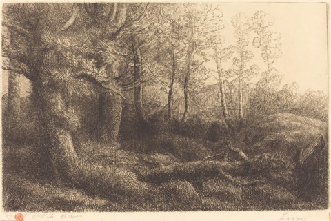 In the Forest (Lisiere de foret).