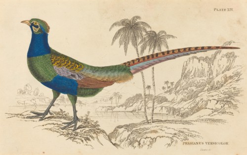 Phasianus Versicolor.