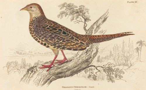 Phasianus Versicolor - Female.