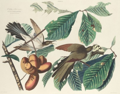Yellow-billed Cuckoo, 1827. [Coccyzus Carolinensis. Plant Popaw Porreliatriloba].