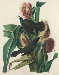 Purple Grackle, 1827. [Quiscalus versicolor. 1. Male, 2. Female. Plant Vulgo, Indian Corn].