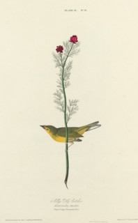 Selby's Fly Catcher, 1827. [Muscicapa selbii. Plant Vulgo. Pheasants Eye].