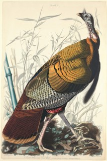 Great American Cock, 1827. [Vulgo (Wild Turkey) Meleagris gallopavo].