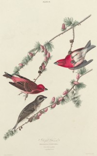 Purple Finch, 1827. [Fringilla purpurea. Plant Pinus pendula, Vulgo Black Larch].