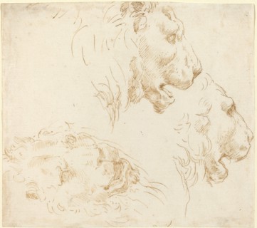 Studies of a Lion's Head.