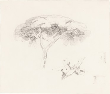 Umbrella Pine and Other Studies, 1839/1845.