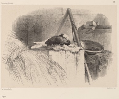 Pigeon.