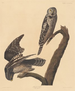 Hawk Owl, 1837.